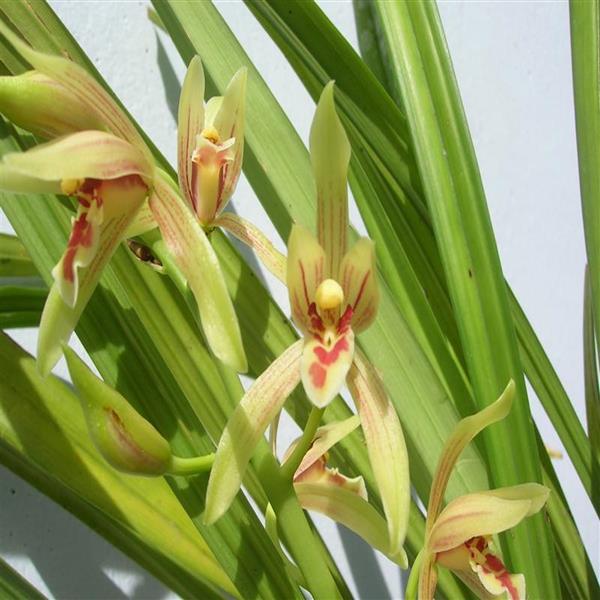 Địa lan xanh nhật cánh dài