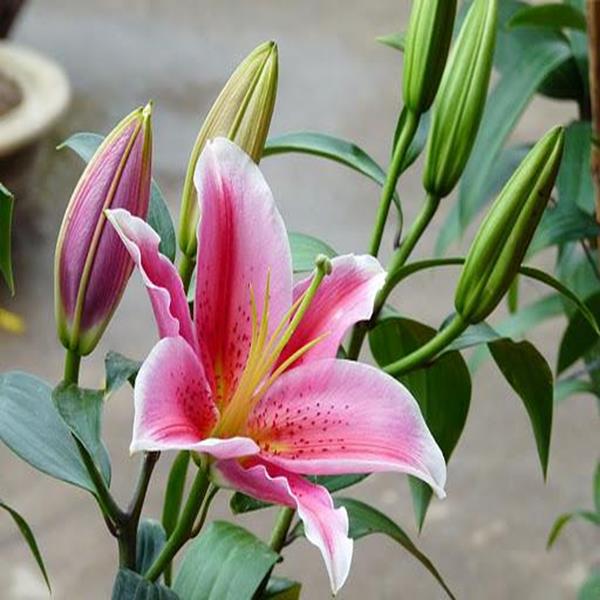 Lily ù đỏ
