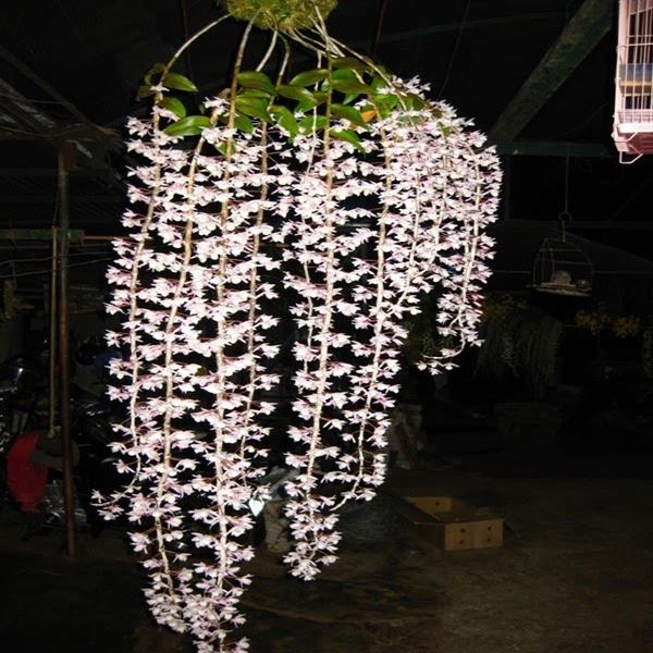 Hạc vỹ