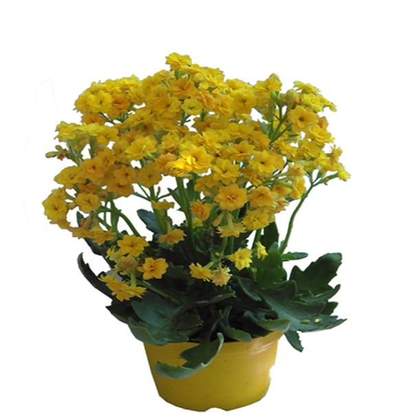 Hoa sống đời kép