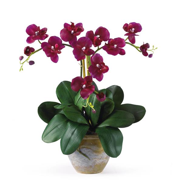 Lan hồ điệp đỏ