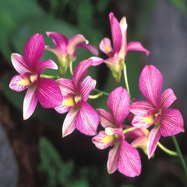 Lan Dedrobium