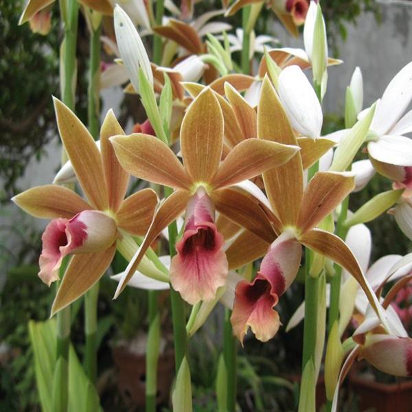 Lan Hạc đỉnh nâu