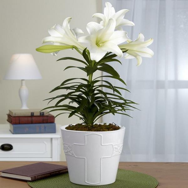 Lily trắng thấp