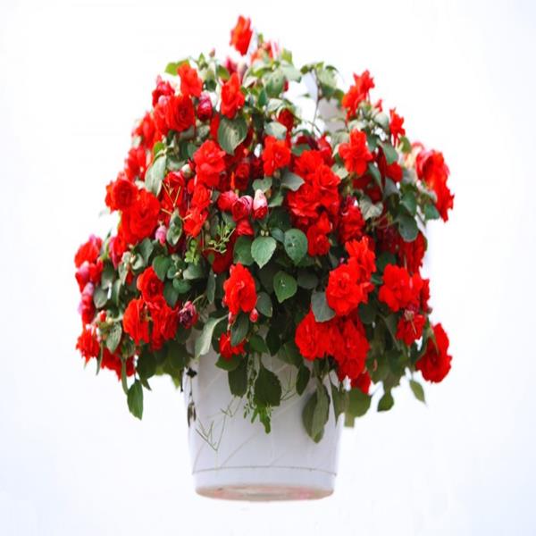Thu hải đường gấm