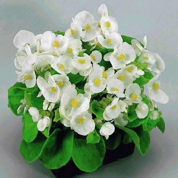Thu hải đường trắng