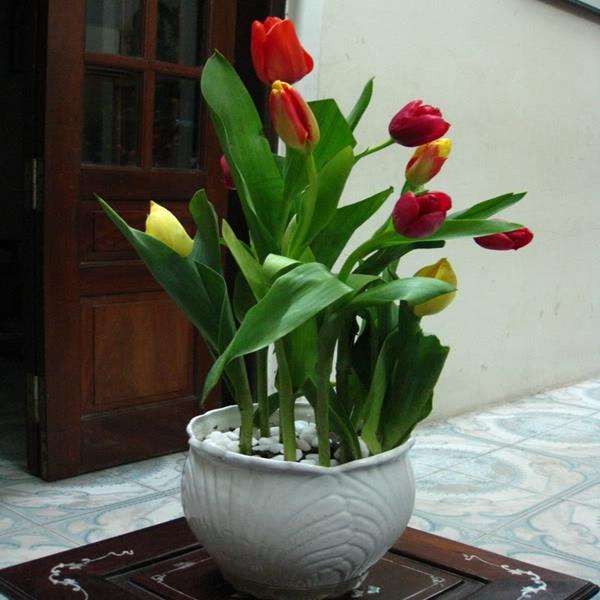 Tulip đỏ