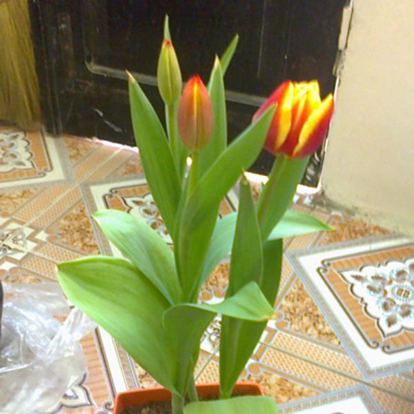 Tulip hồng