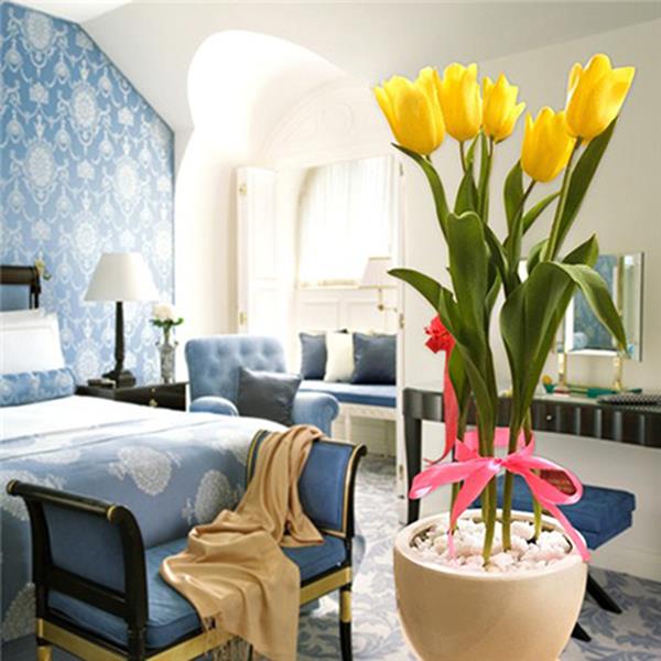 Tulip vàng