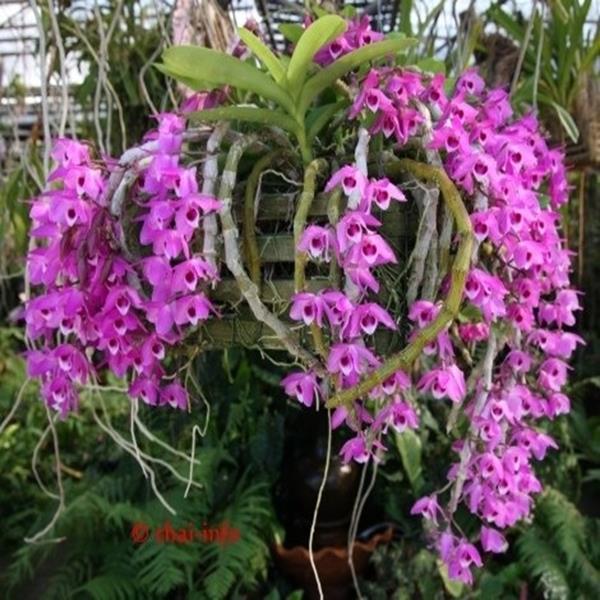 Hoàng thảo trầm