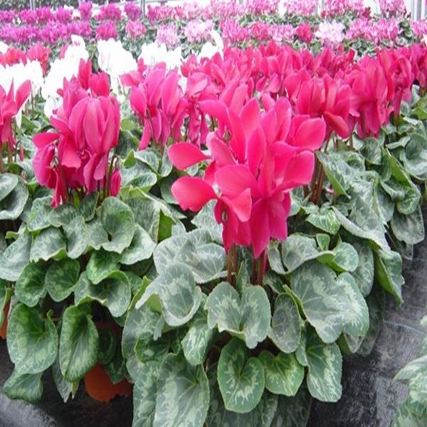 Hoa anh thảo đỏ