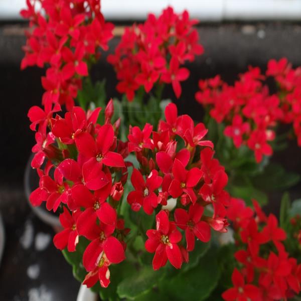 Hoa sống đời đỏ