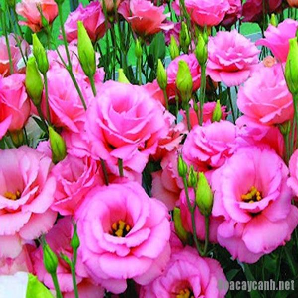 Cát tường hồng đậm