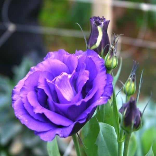 Cát tường tím