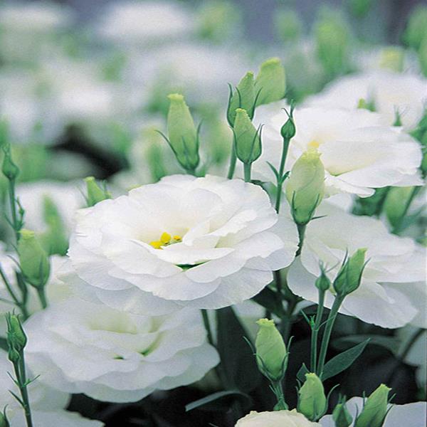 Cát tường trắng