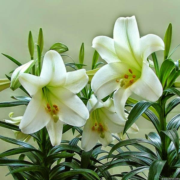 Lily trắng