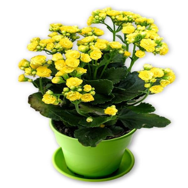 Hoa sống đời vàng