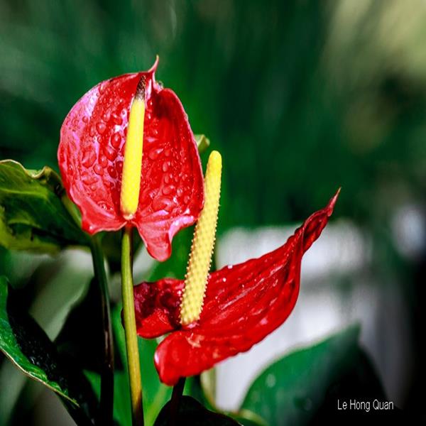 Hồng môn Đà Lạt