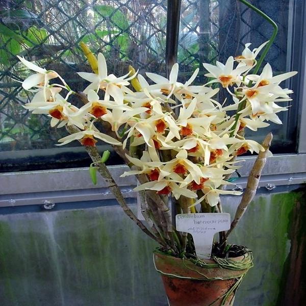 Lụa vàng