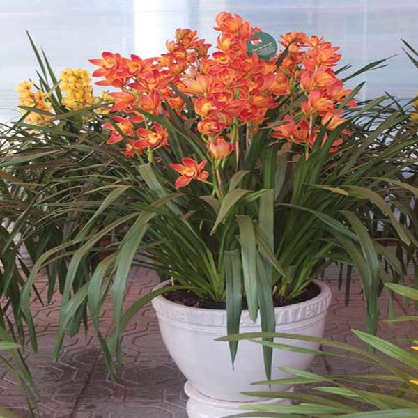 Lan xanh Hoàng hậu