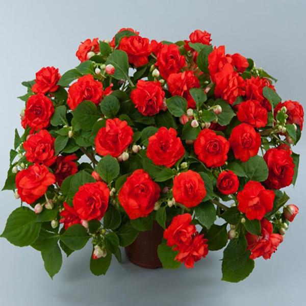 Mai địa thảo kép