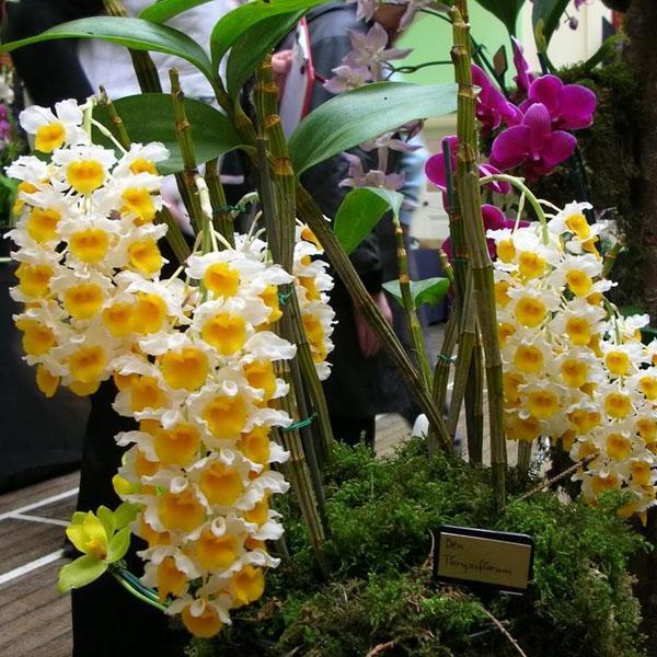 Lan Dendrobium vàng – trắng