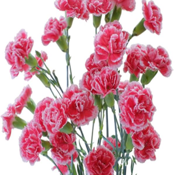 Cẩm chướng hồng