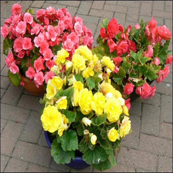 Thu hải đường vàng