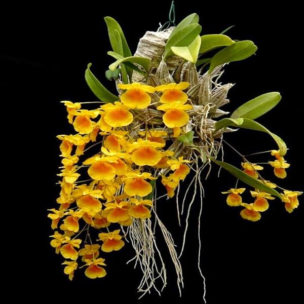 Vây rồng